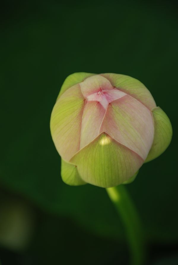 荷