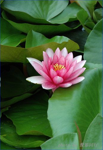 [微山湖采风活动]又一迟到的花絮{替豫影同行发图片}