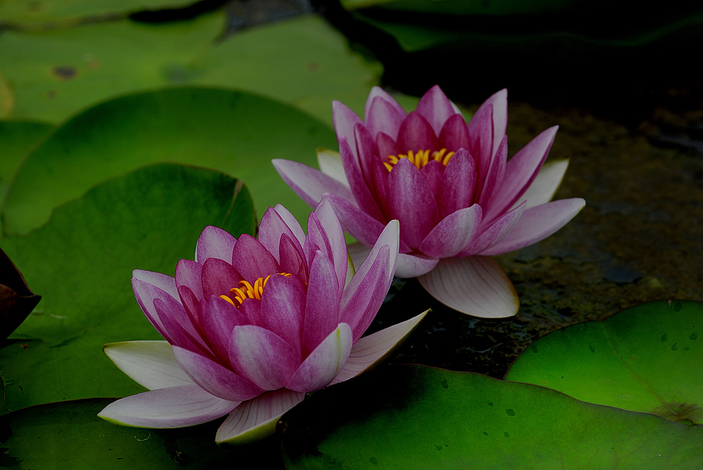 "暗香"