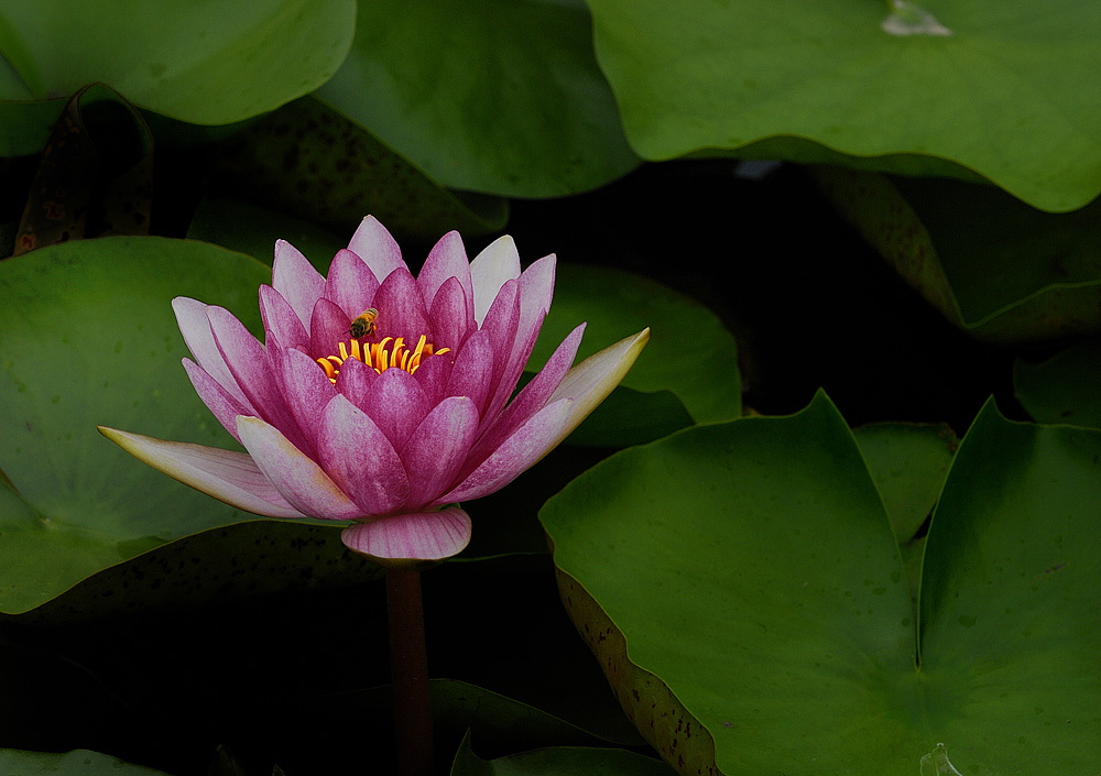 "暗香"