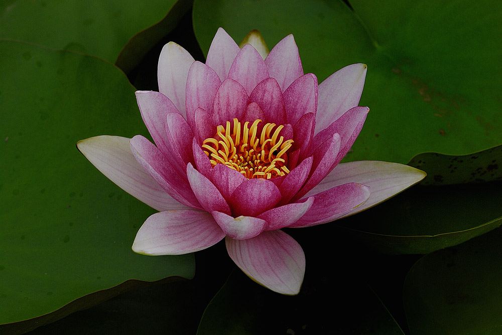 "暗香"