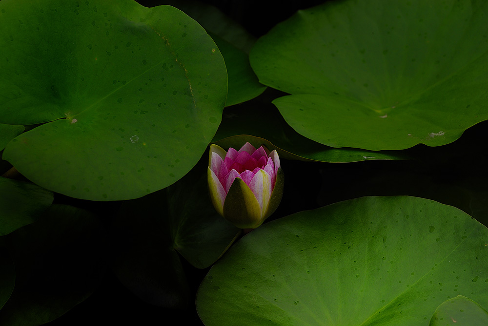 "暗香"
