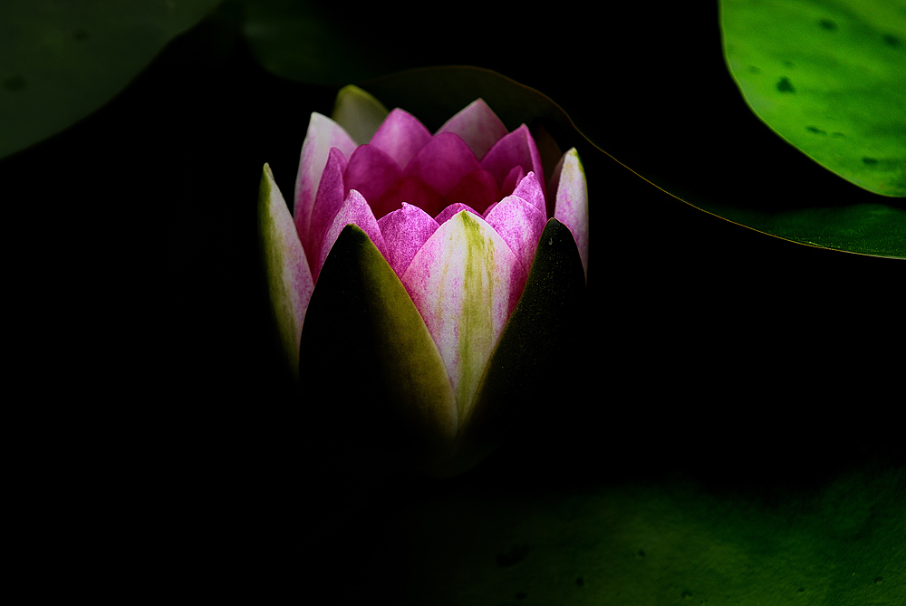 "暗香"