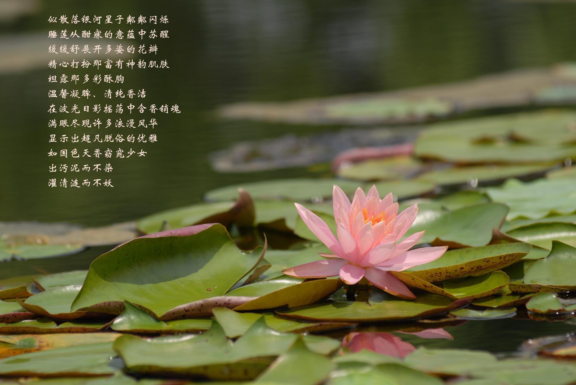 《醒着的睡莲》