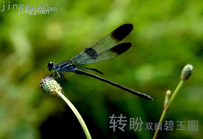 蜻蜓  红果