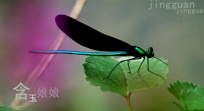 蜻蜓  红果