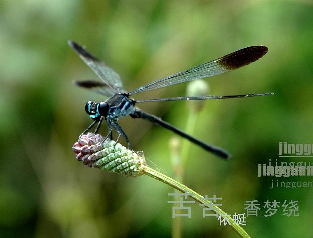 蜻蜓  红果