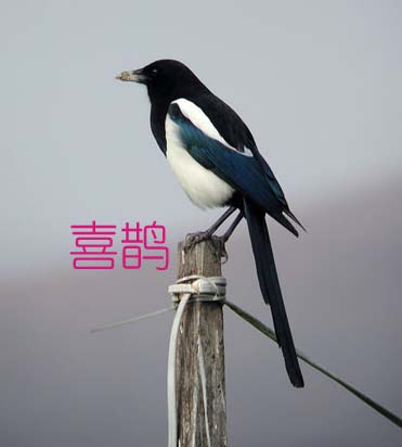 教大家认识一下咱濮阳的鸟类
