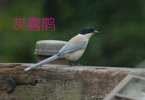 教大家认识一下咱濮阳的鸟类
