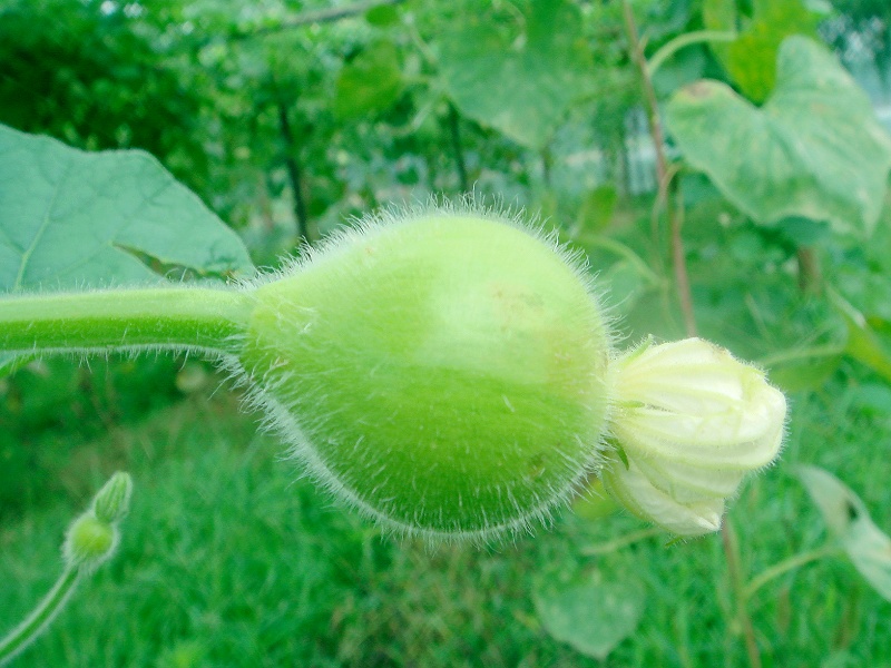 小葫芦