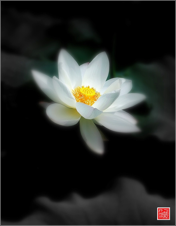 菡萏~~~~~~~~~~~