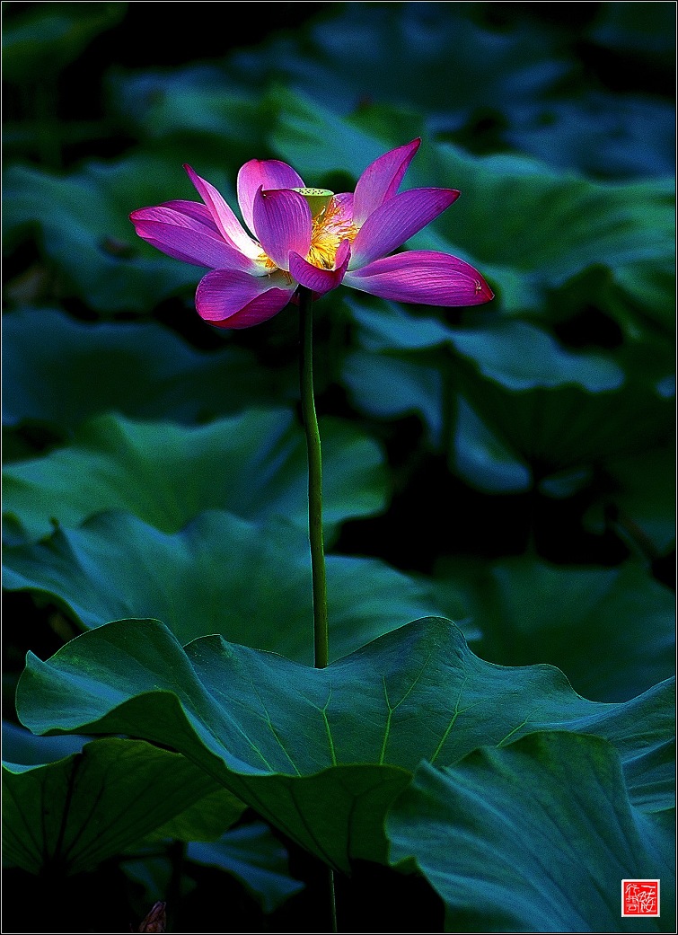菡萏~~~~~~~~~~~