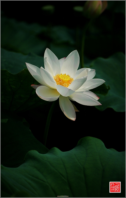 菡萏~~~~~~~~~~~