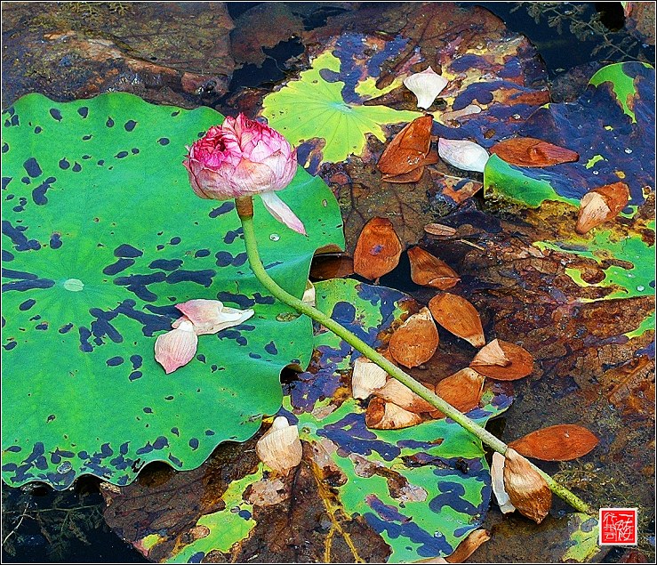 菡萏~~~~~~~~~~~
