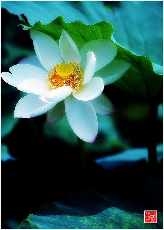 菡萏~~~~~~~~~~~