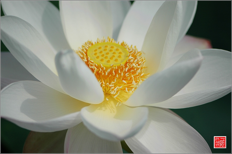 菡萏~~~~~~~~~~~