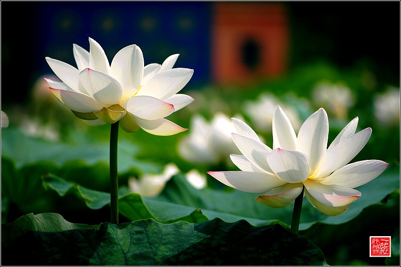 菡萏~~~~~~~~~~~