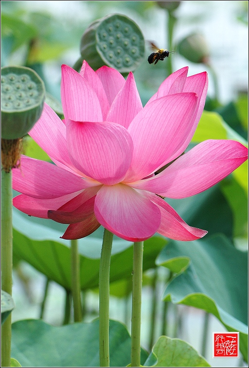 菡萏~~~~~~~~~~~