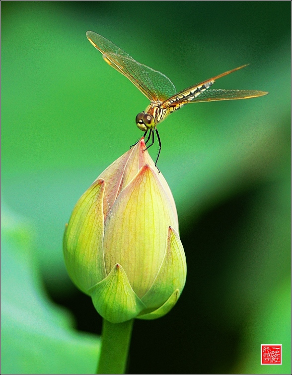 菡萏~~~~~~~~~~~
