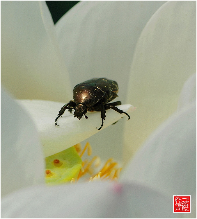 菡萏~~~~~~~~~~~