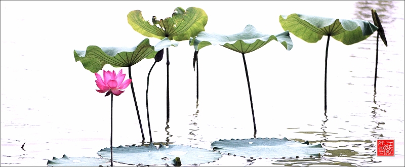 菡萏~~~~~~~~~~~