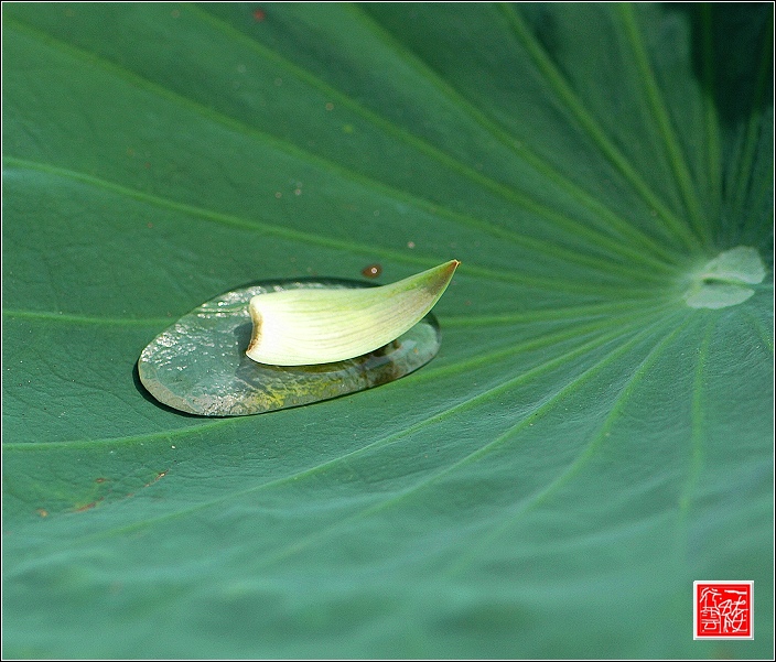 菡萏~~~~~~~~~~~