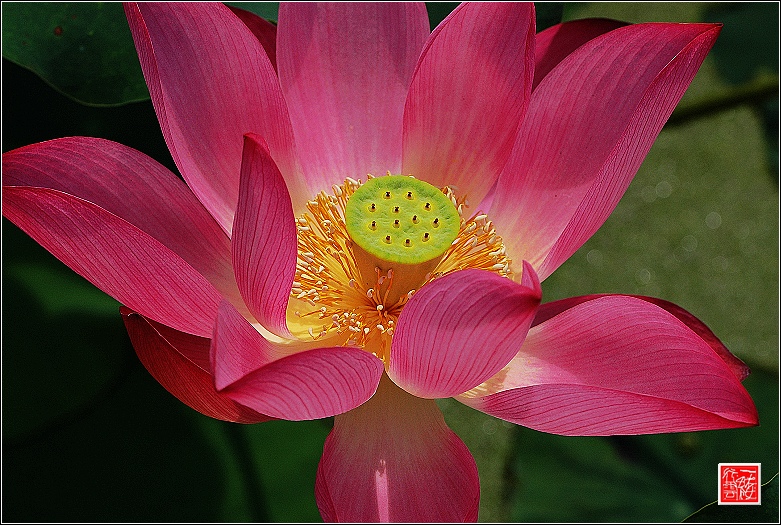 菡萏~~~~~~~~~~~