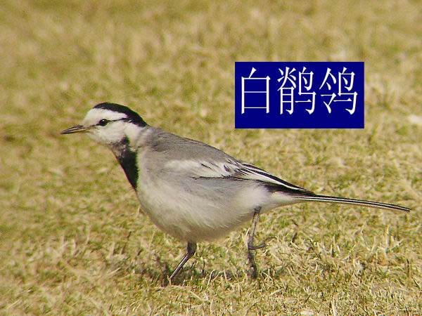 教大家认识一下咱濮阳的鸟类