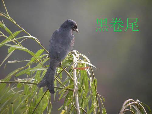 教大家认识一下咱濮阳的鸟类