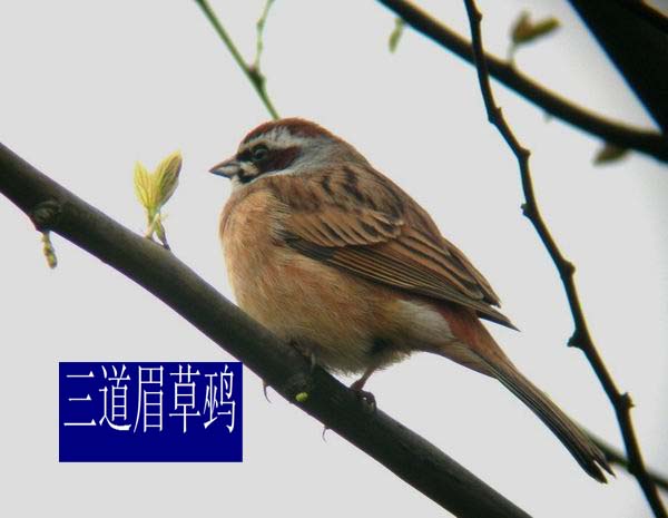 教大家认识一下咱濮阳的鸟类