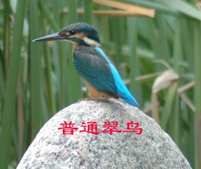 教大家认识一下咱濮阳的鸟类