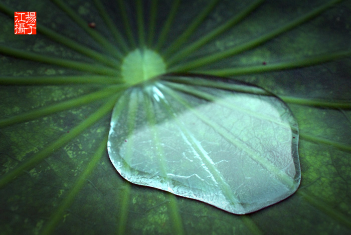 雨后观荷