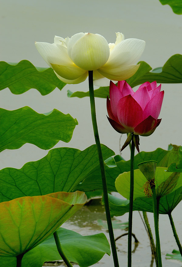 "暗香"
