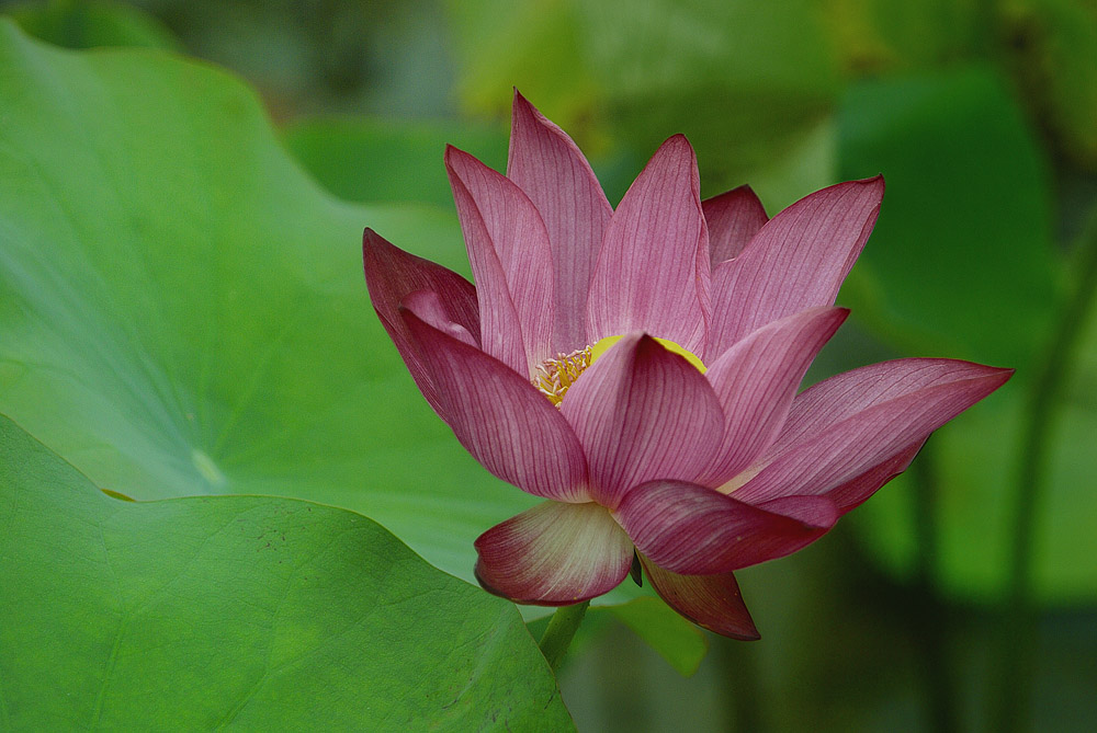 "暗香"