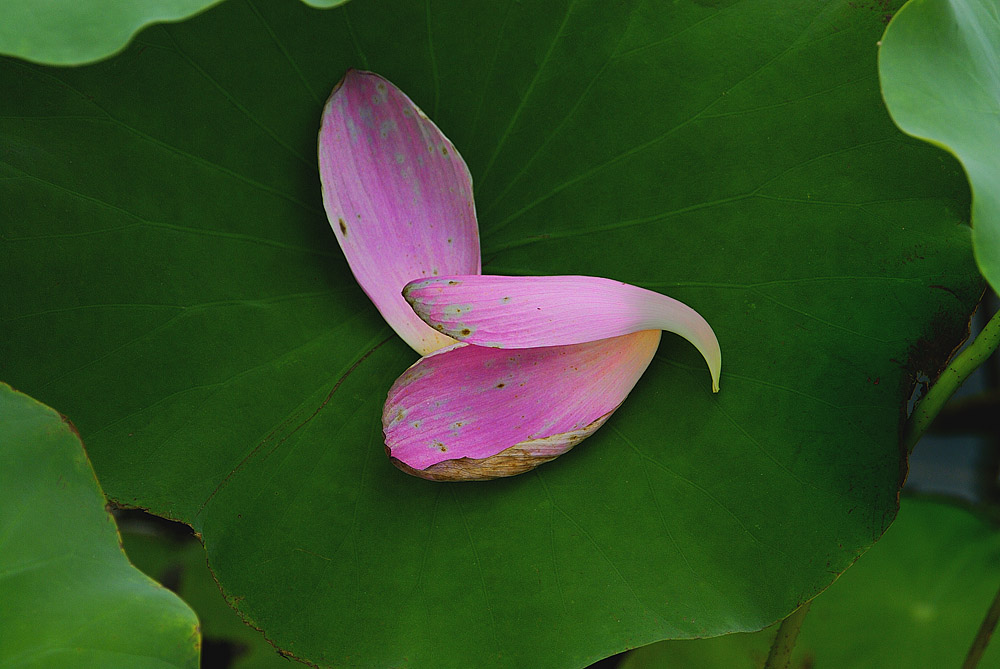 "暗香"