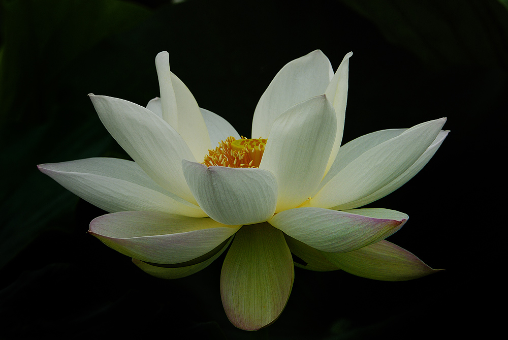 "暗香"