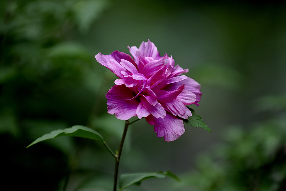 蜂.巢