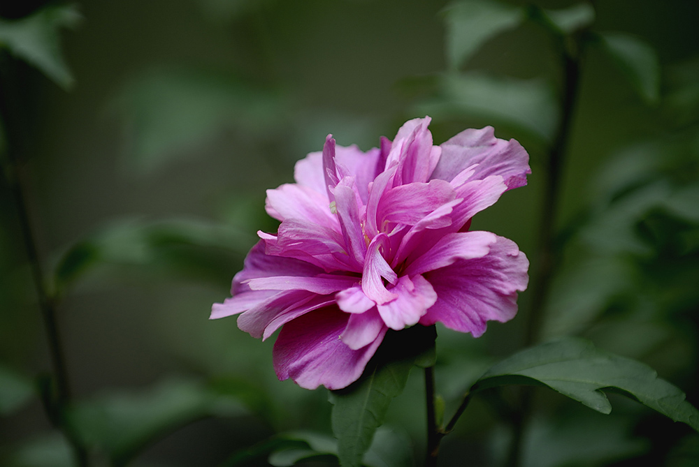 蜂.巢