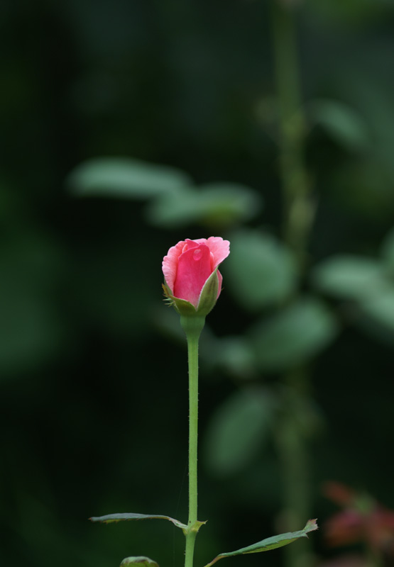 月季花