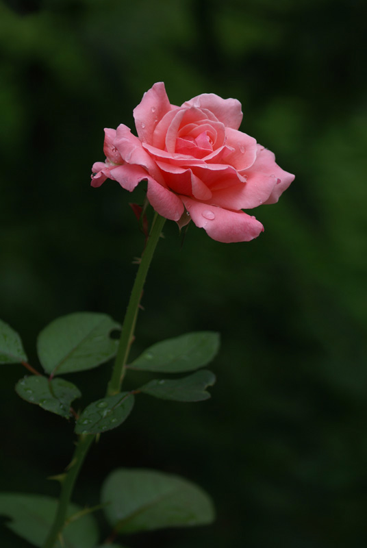 月季花