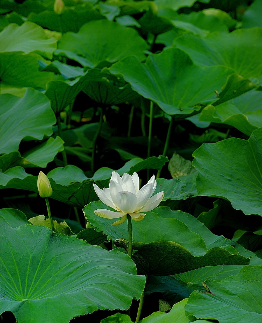 黄河边的 荷花没红的？