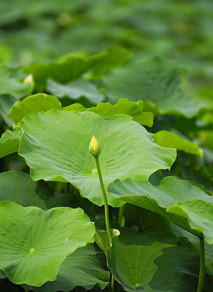 黄河边的 荷花没红的？