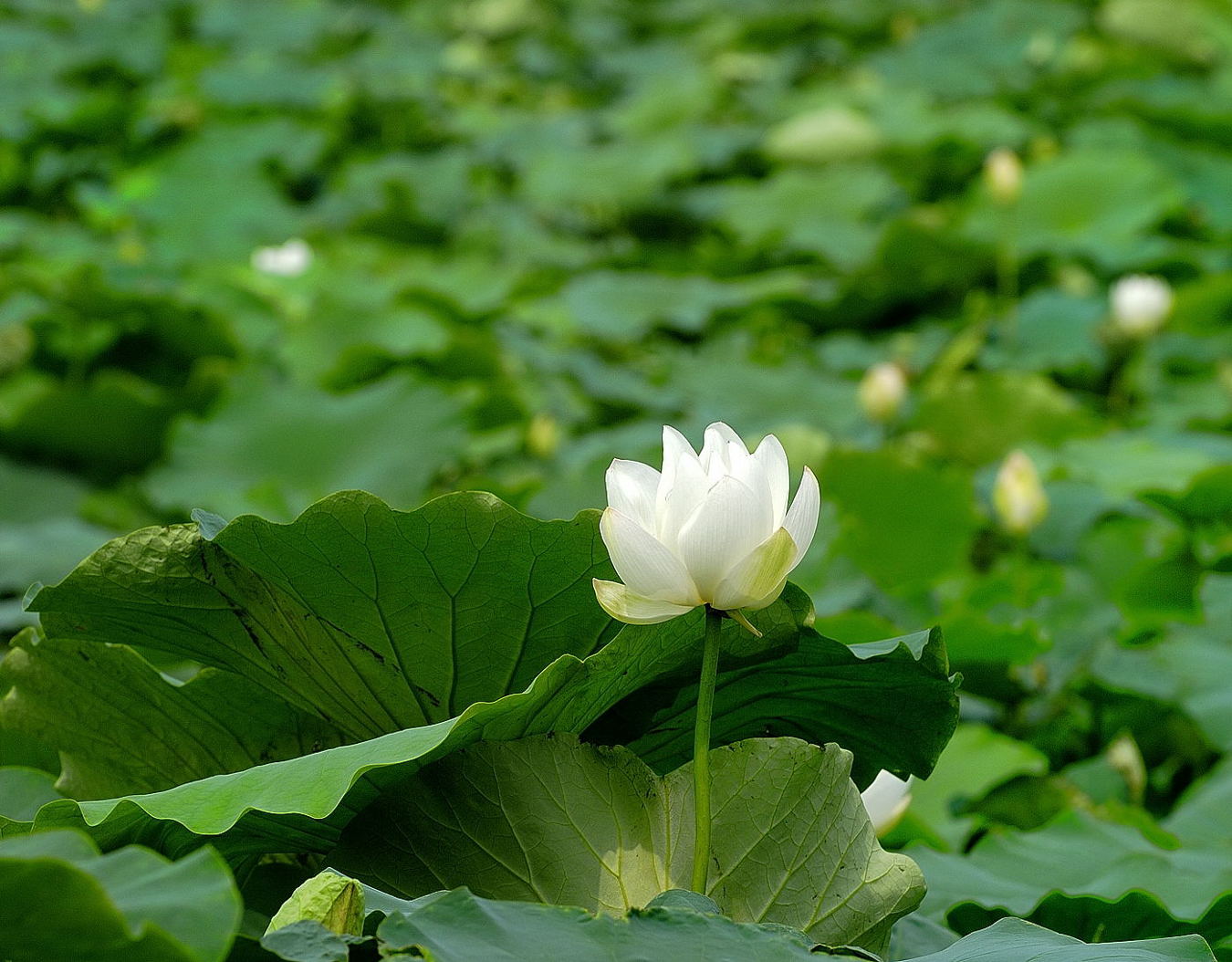 黄河边的 荷花没红的？