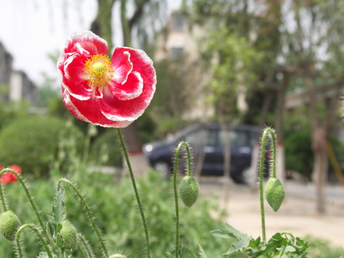 YU