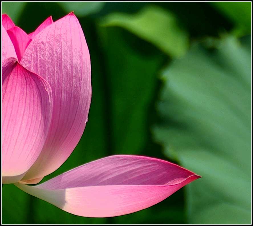 映 日 荷 花 别 样 红