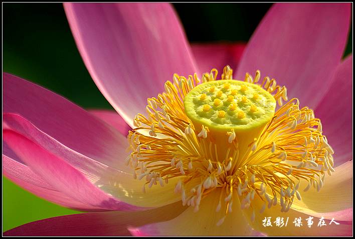 映 日 荷 花 别 样 红