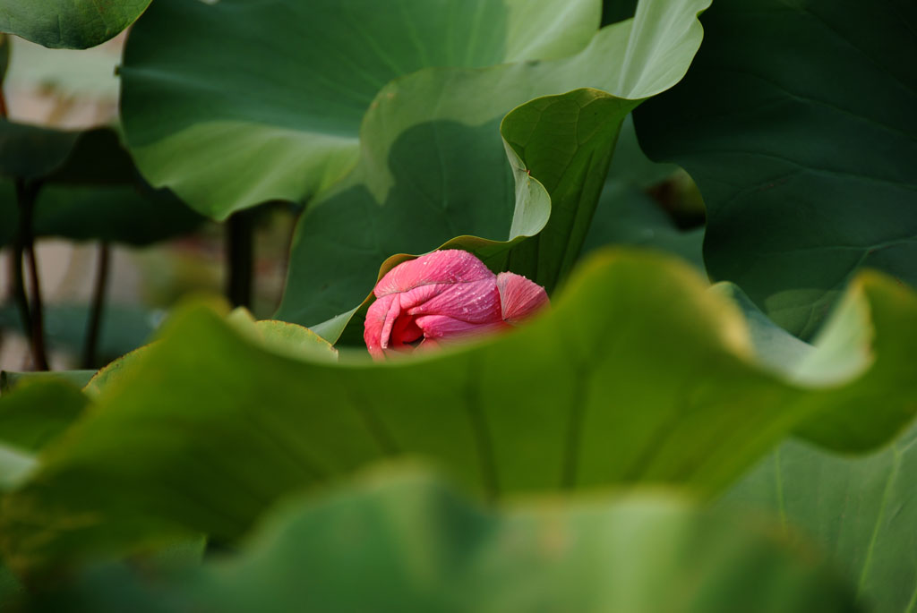 荷蕾