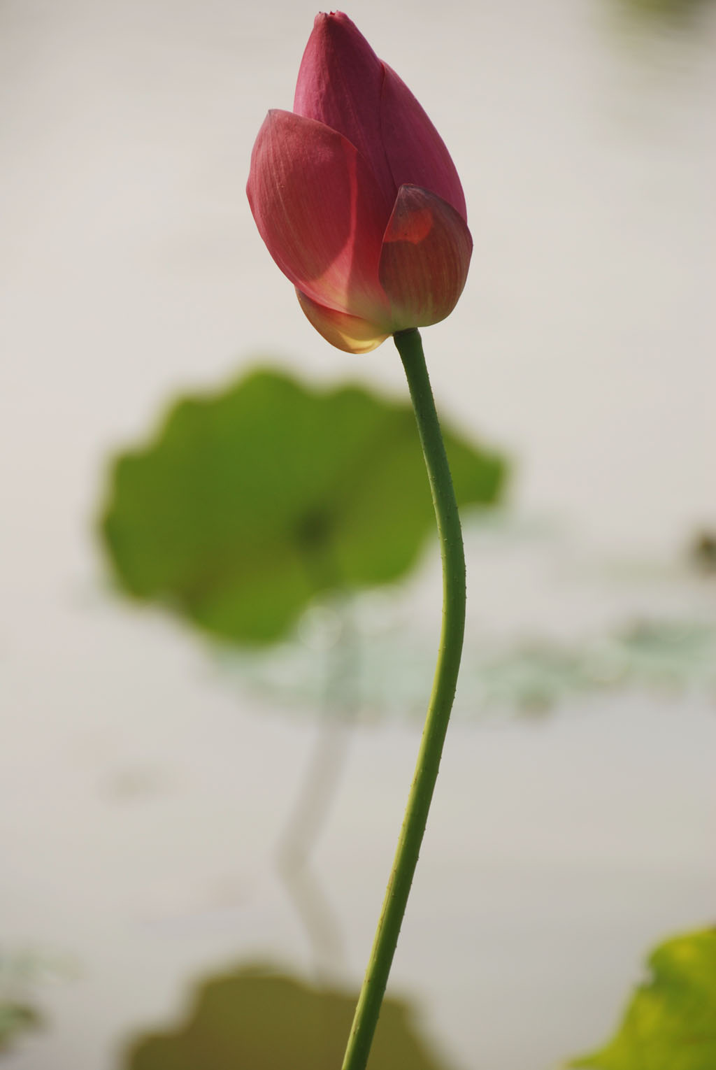 荷蕾