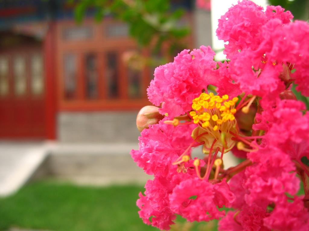 白洋淀一花