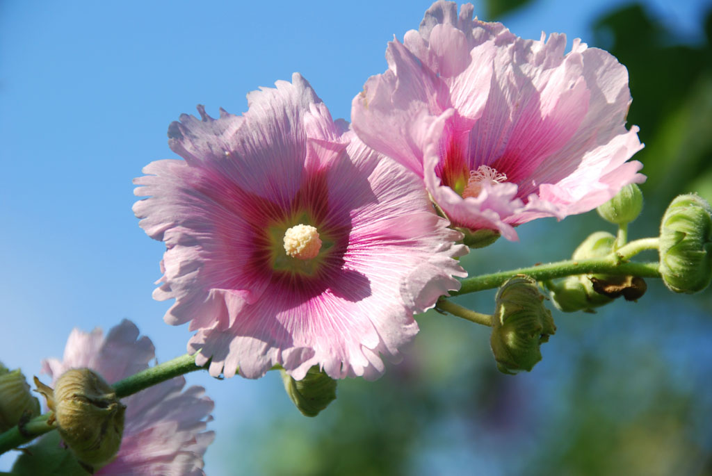 小花一组